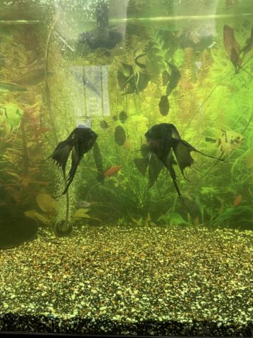 SWIMMING: Angelfish and Tortilla the stingray located in the library.
