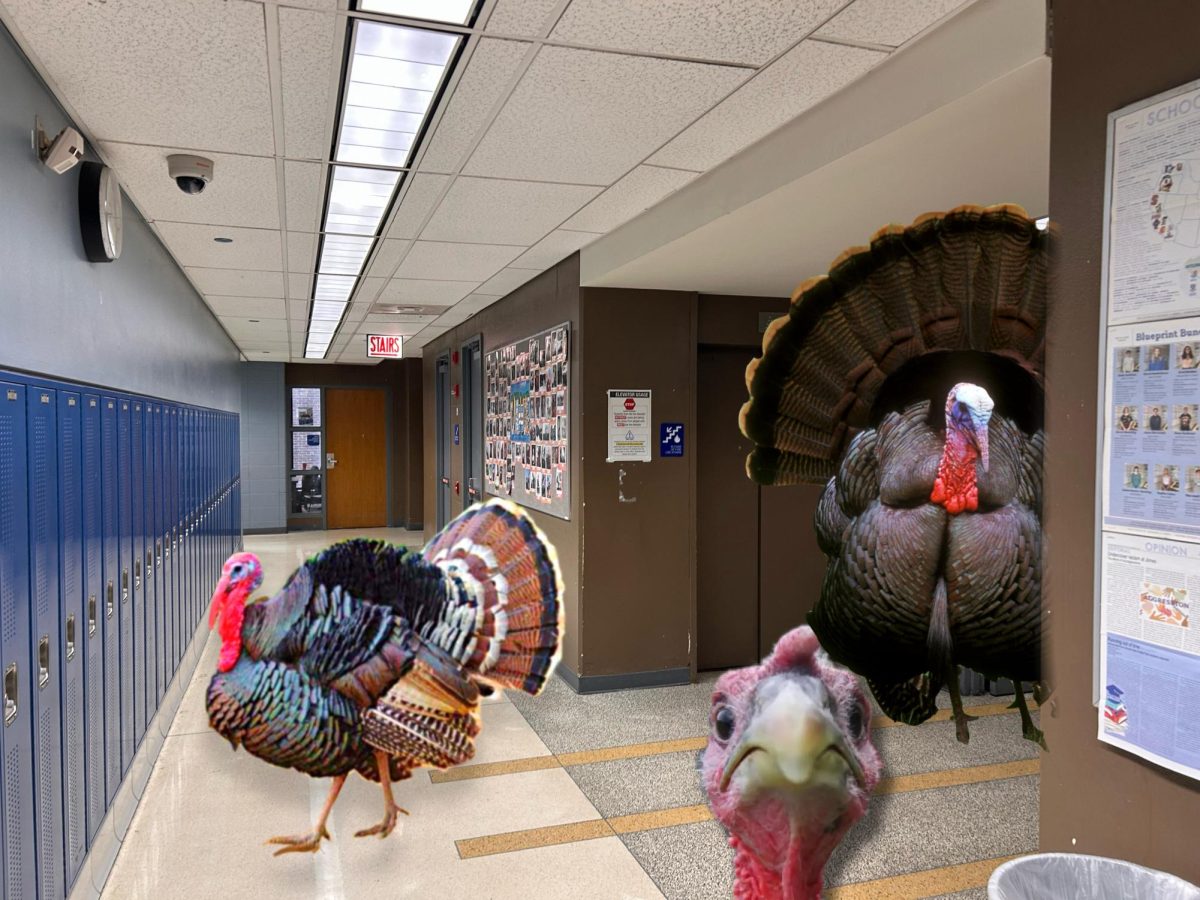 Turkeys roam through the old building