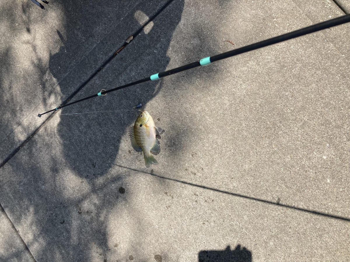 A fish Brandon Barroso caught last summer.